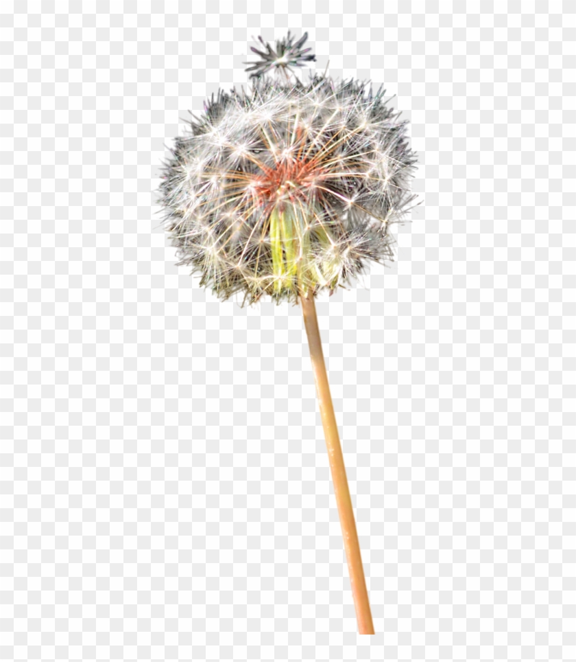Colored Dandelion Png Clipart - Portable Network Graphics Transparent Png