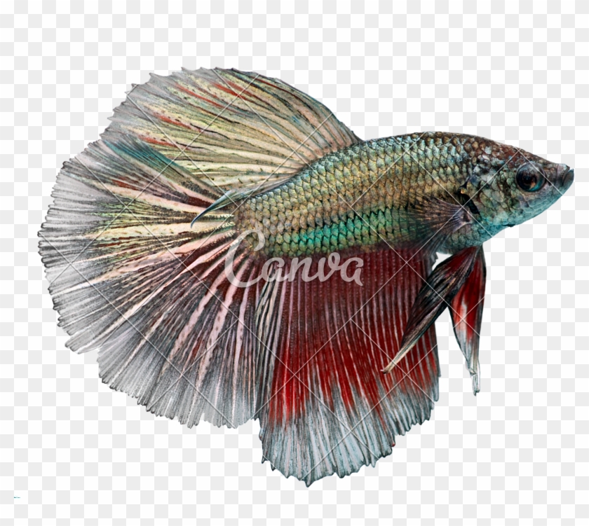 Betta Splendens Photos - Fish Long Fins Clipart