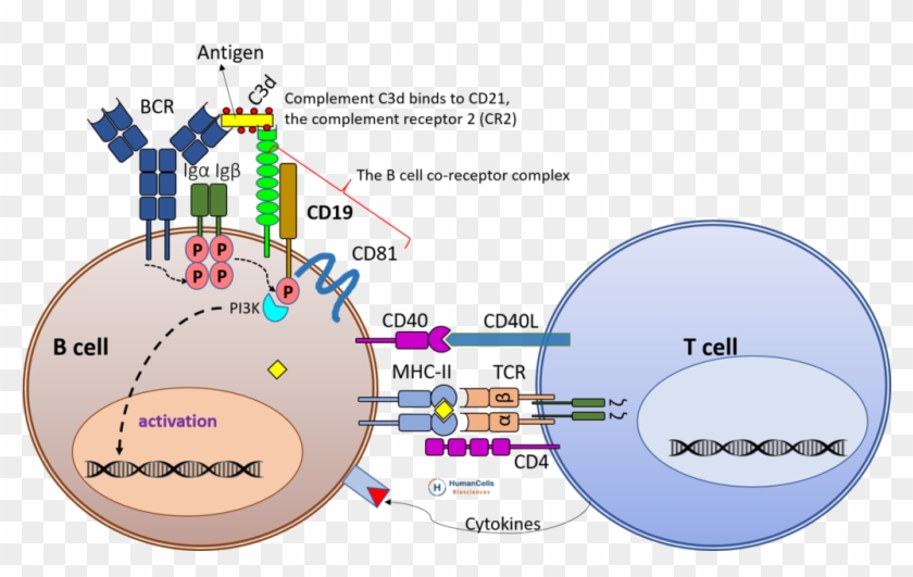 Cd19 B Cell Activation, Bcr, Tcr, B Cell Co-receptor - B Cell Activation Cd21 Clipart #5144839