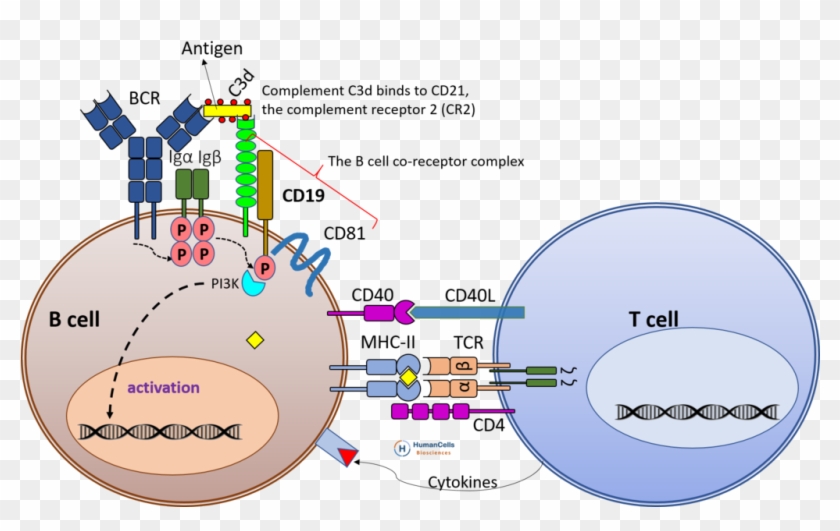 Cd19 B Cell Activation, Bcr, Tcr, B Cell Co-receptor - B Cell Activation Cd21 Clipart