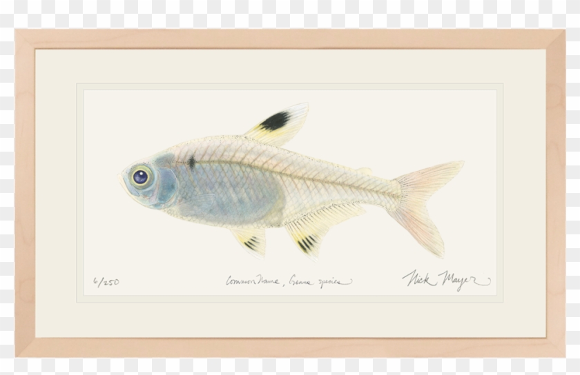 X Ray Fish Original Watercolor Painting Nick Mayer - Goatfishes Clipart