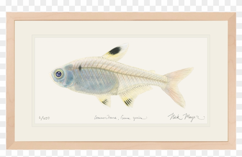 X Ray Fish Original Watercolor Painting Nick Mayer - Goatfishes Clipart #5144863