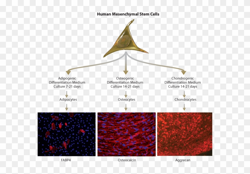 Human Mscs Are Cultured And Expanded In Stemxvivo Human/mouse - Osteogenic Cells Clipart