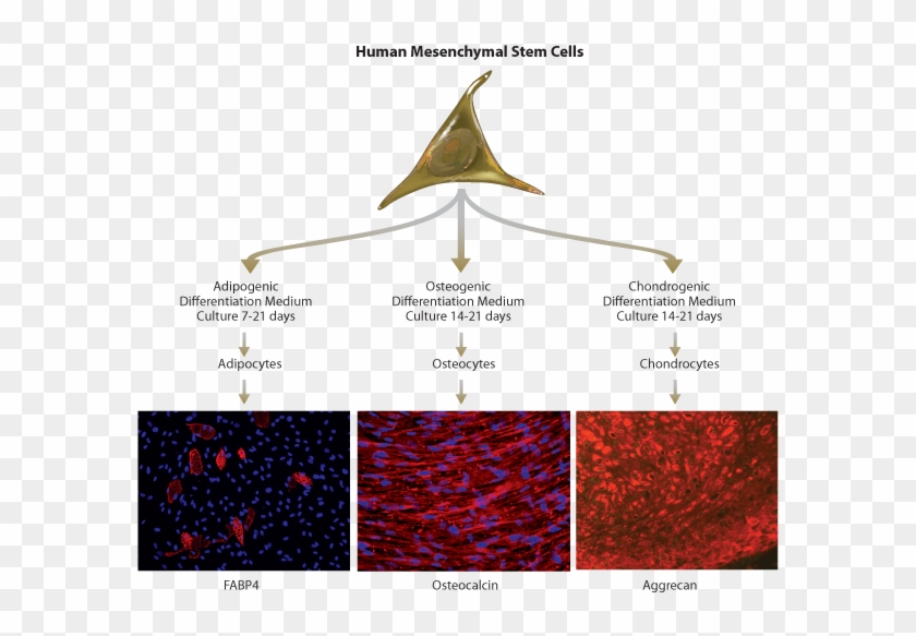 Human Mscs Are Cultured And Expanded In Stemxvivo Human/mouse - Osteogenic Cells Clipart #5144889