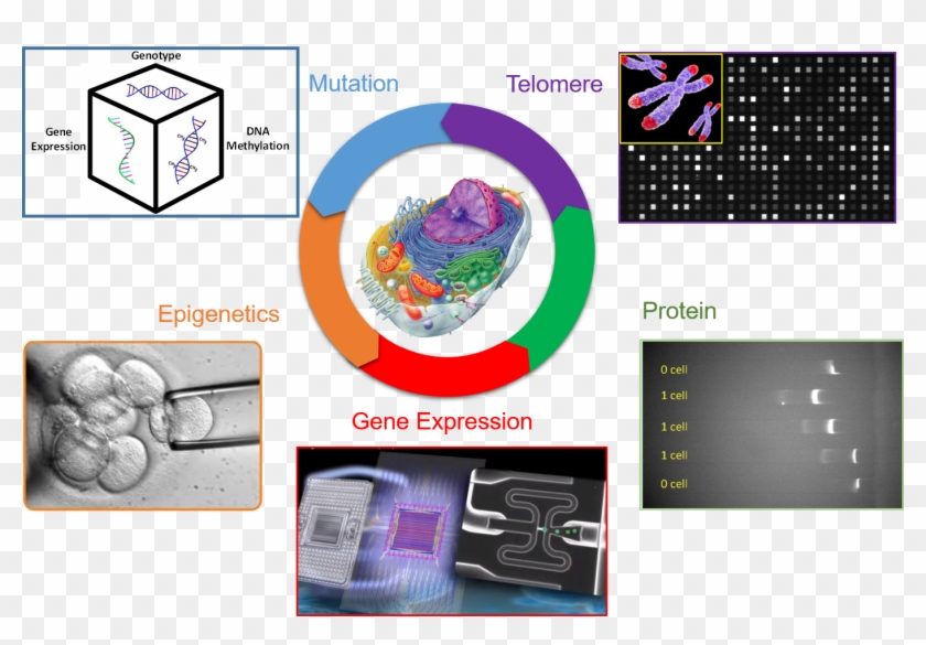 The Human Body Is An Amazing Feat Where Trillions Of - Graphic Design Clipart #5145105