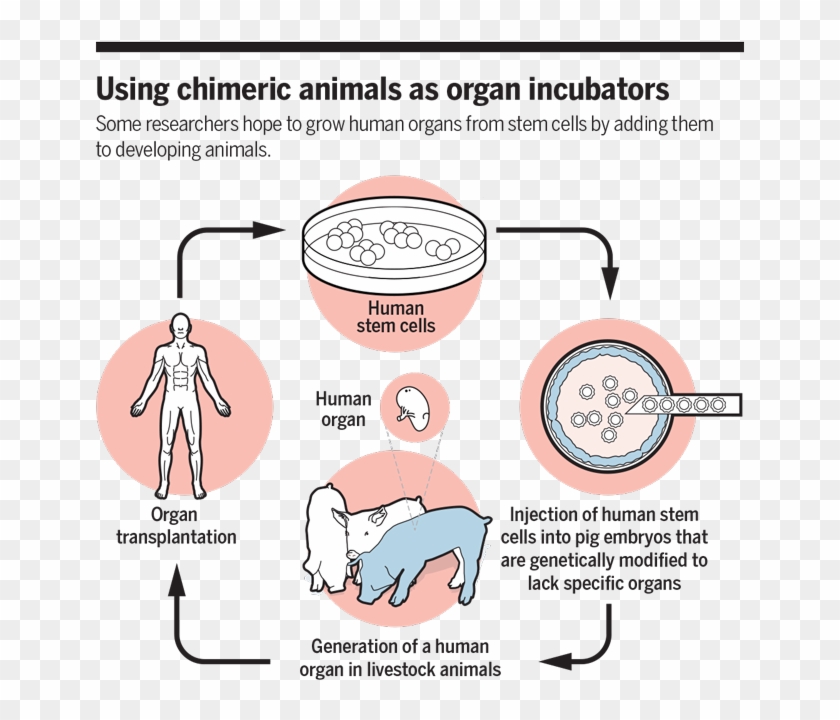 Major Grant In Limbo, Nih Revisits Ethics Of Animal-human - Crispr Xenotransplantation Clipart #5145132