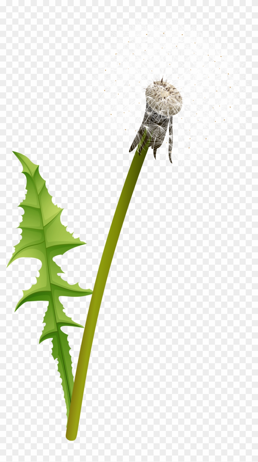 White Dandelion Transparent Image - Caterpillar Clipart