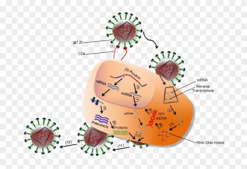 Interaction Between Hiv And Coreceptors Of A T Cell - Hiv Human Immunodeficiency Virus 2 Clipart