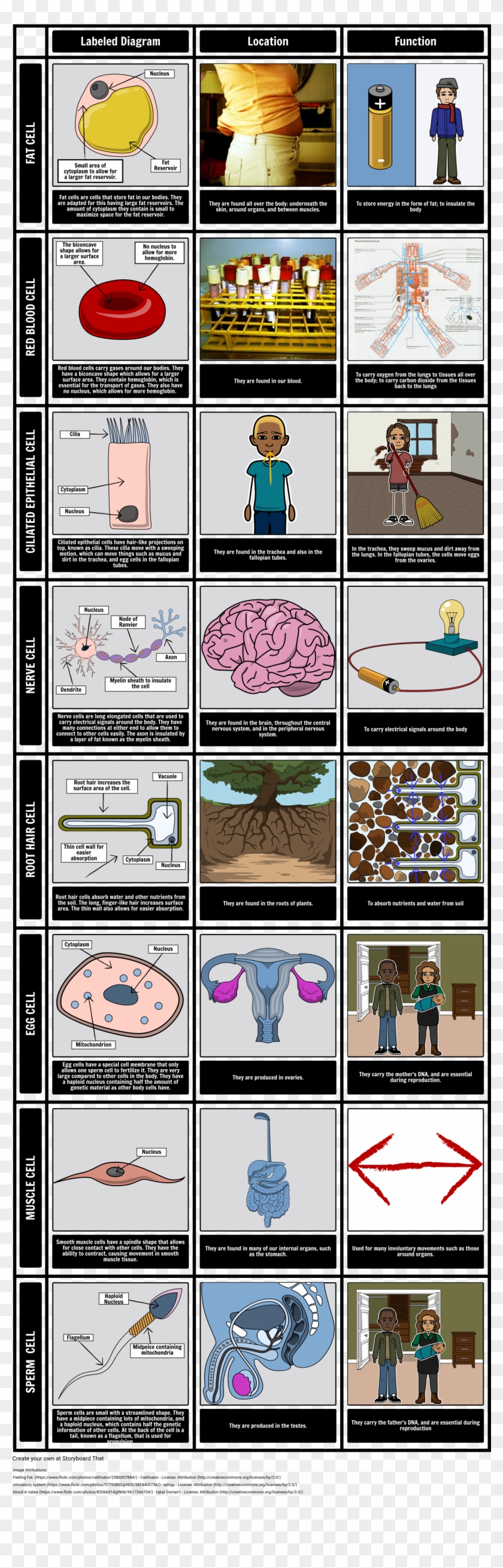 Specialized Cells - Cartoon Clipart
