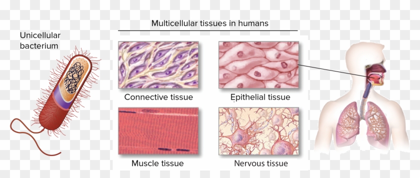 Unicellular Bacterium, With The Exterior Of The Cell - Tissues In Biology Clipart #5145692