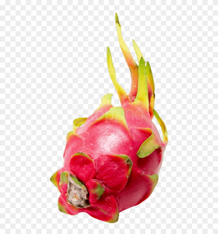 Free Png Pitapitaya Or Dragon Fruit Png Images Transparent - Dragonfruit Png Clipart