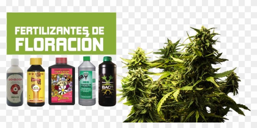 Pepitas - Bottle Clipart