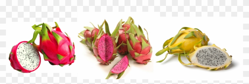 Personally, I Find Beautiful And Fascinating, This - Các Loại Thanh Long Clipart #5149824