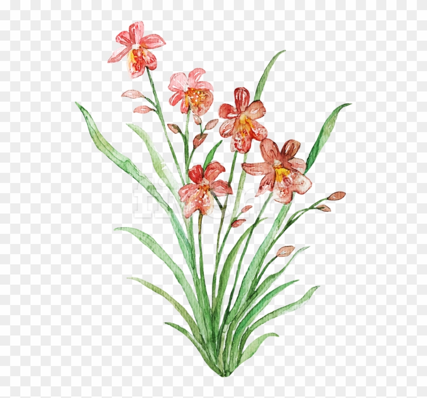 Blackberry Lily Clipart #5150686