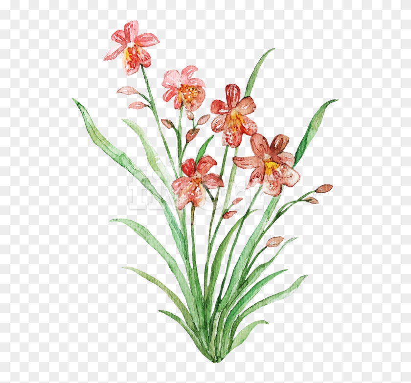 Blackberry Lily Clipart
