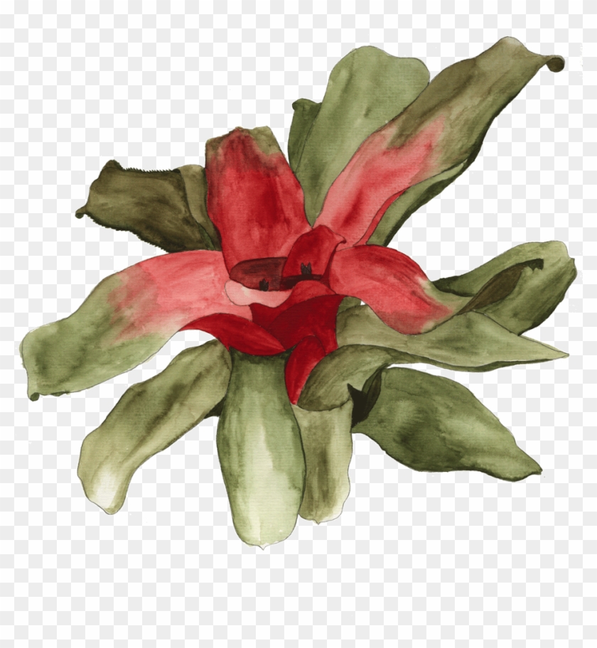 Available In Shop - Cattleya Clipart #5150715