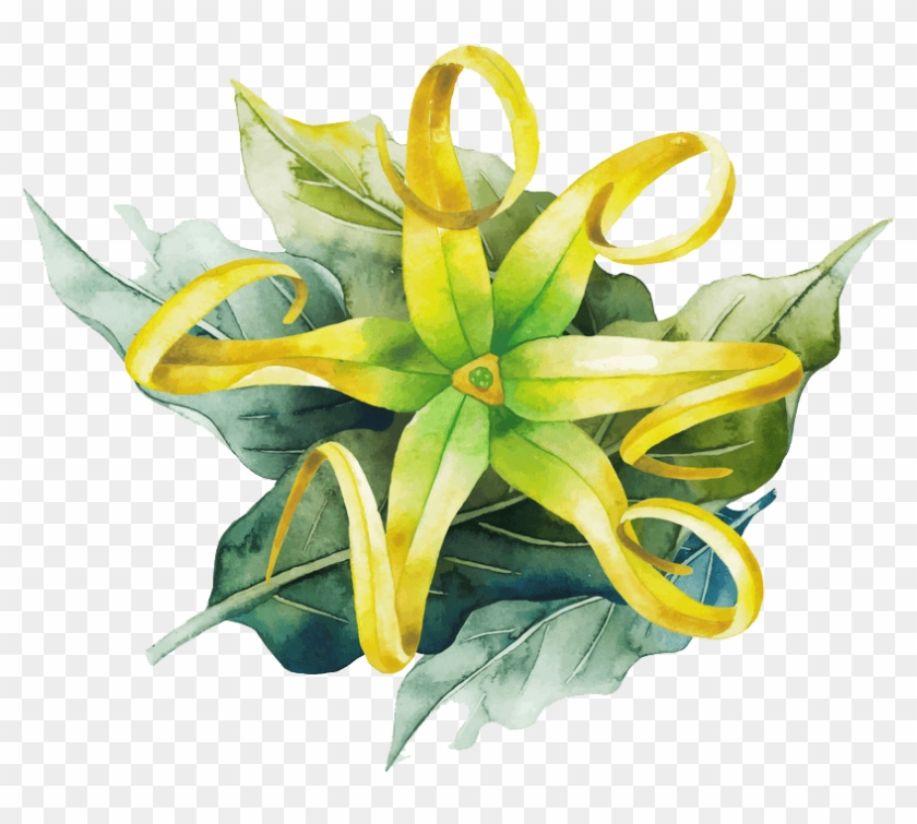 Essential Oils - Ylang Ylang Watercolor Clipart #5151249