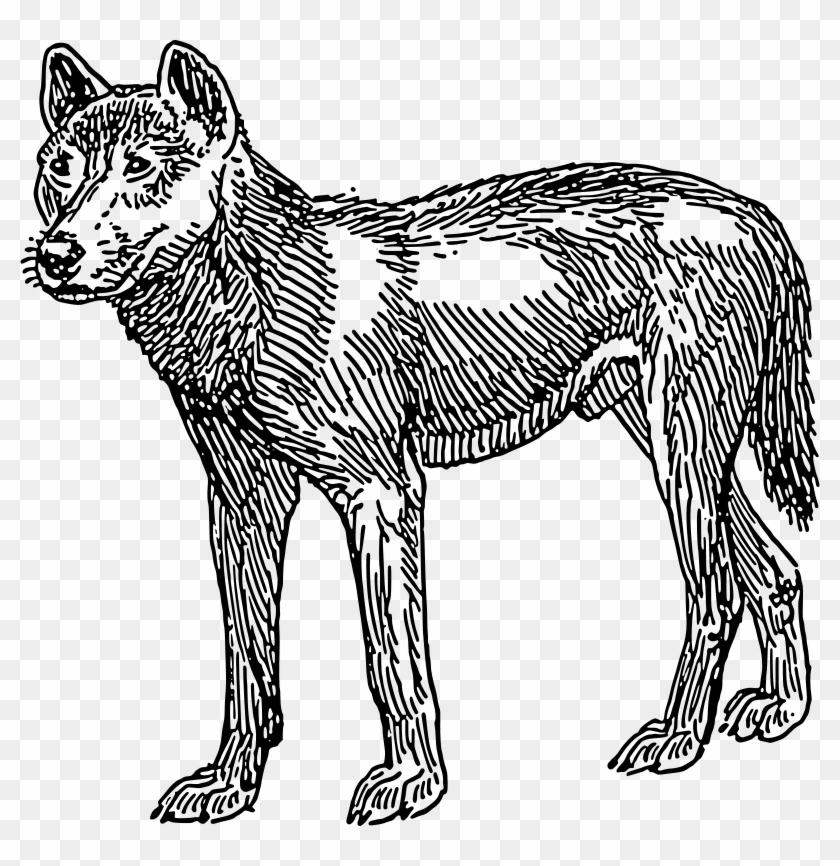 Free House Free Dove Free Volleyball Free Dingo - First Dogs Looked Like Clipart #5151775