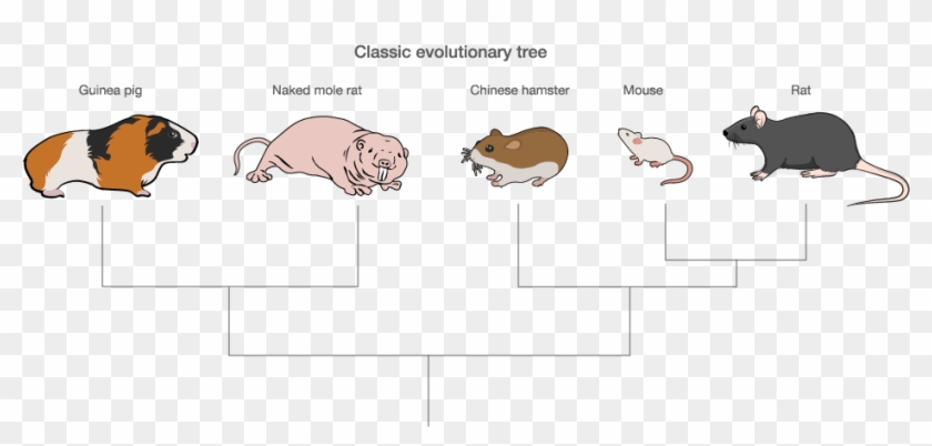 Naked And Unafraid A New Rodent Joins The Model Organism - Domestic Pig Clipart