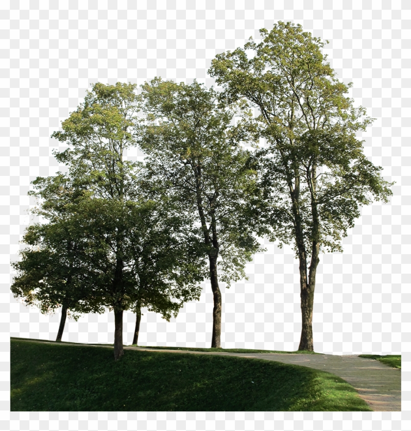 Big Trees Group Clipart #5153116