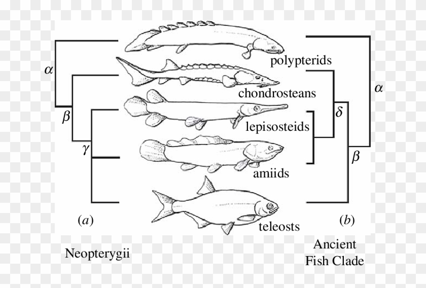 Alternative Trees And Group Names Of The Major Living - Pomacentridae Clipart #5153141