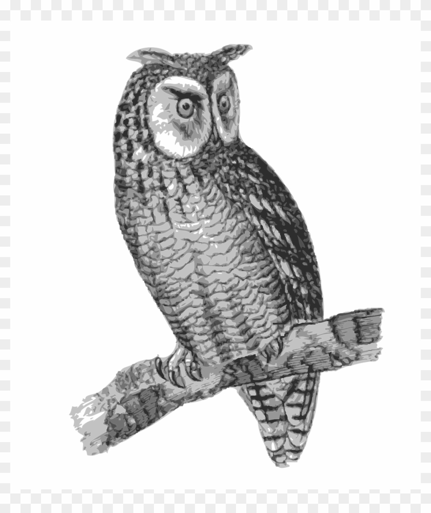 Answered,victorian Vector - 雕 鴞 插畫 Clipart #5153176