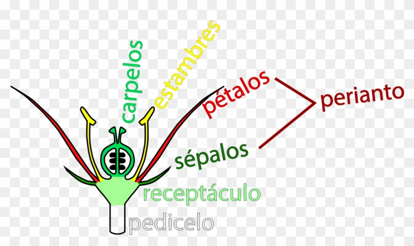 Diagram Of Angiosperm Floral Parts Svg - Parallel Clipart #5153274