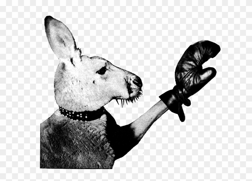 Aussie, - Canguro Con Guantes De Boxeo Clipart #5154255
