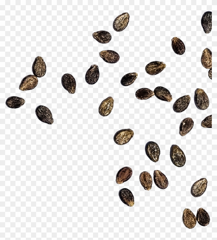 Satisfaction Guarantee - Seed Clipart #5154457