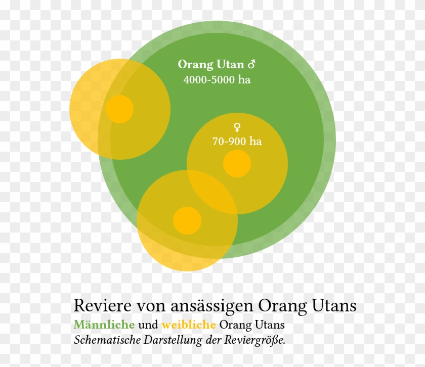 Orang-utan Revier - Circle Clipart #5154857