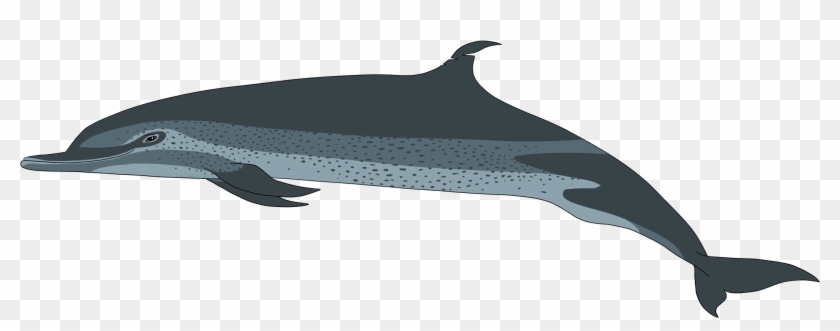 Download Transparent Png - Whale Clipart #5155237