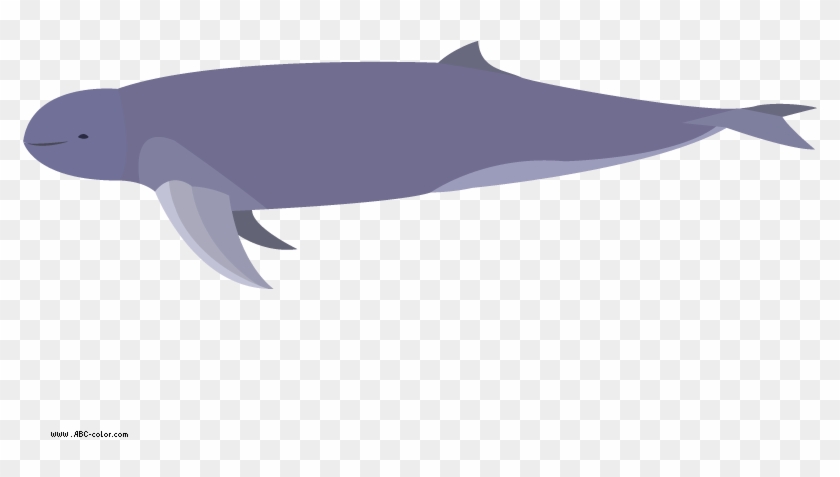 Color Clipart Dolphin - Irrawaddy Dolphin No Background - Png Download #5155269