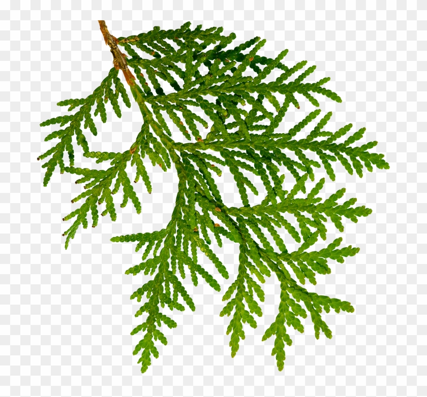 Download Eastern White Cedar Branch Clipart Png Download PikPng