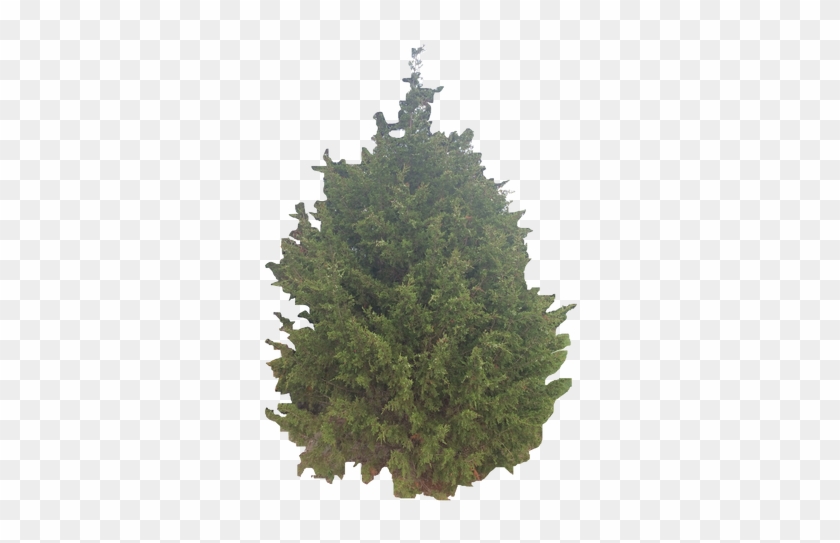 Native Unshaped Red Cedar - Eastern Red Cedar Png Clipart #5155866
