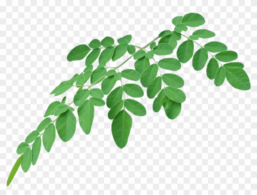 Ways To - Moringa Oil Leaf Transparent Clipart