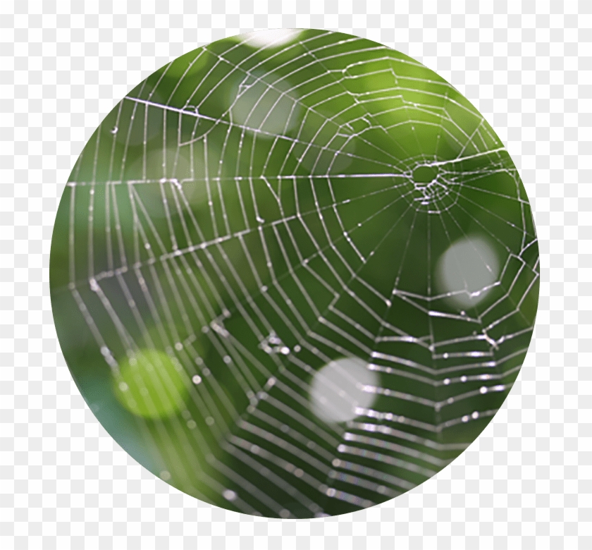 Telaraña - Spider Web Clipart #5160009
