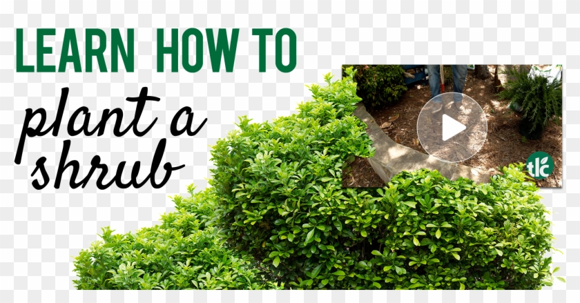 How To Plant A Shrub - Color Clipart