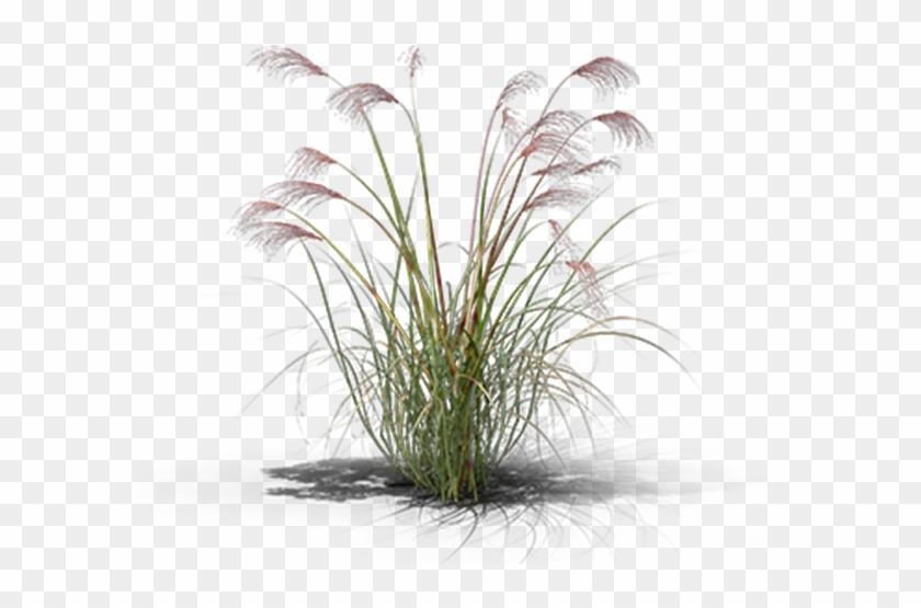 View In My Picture - Sweet Grass Clipart