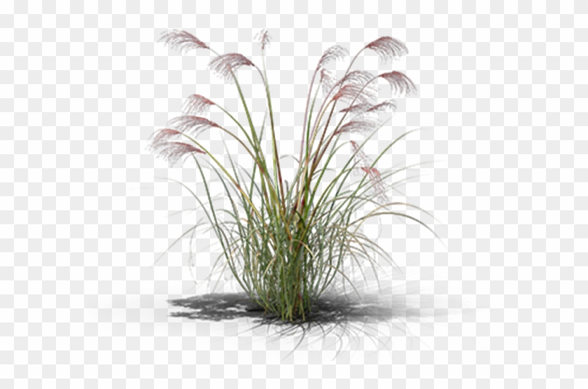 View In My Picture - Sweet Grass Clipart #5160545