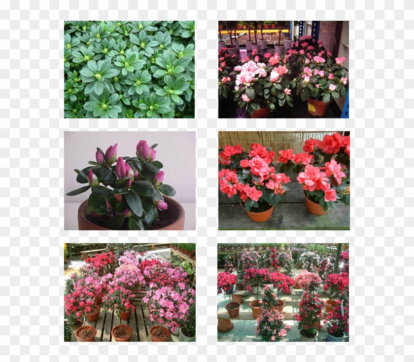 Picture - Desert Rose Clipart