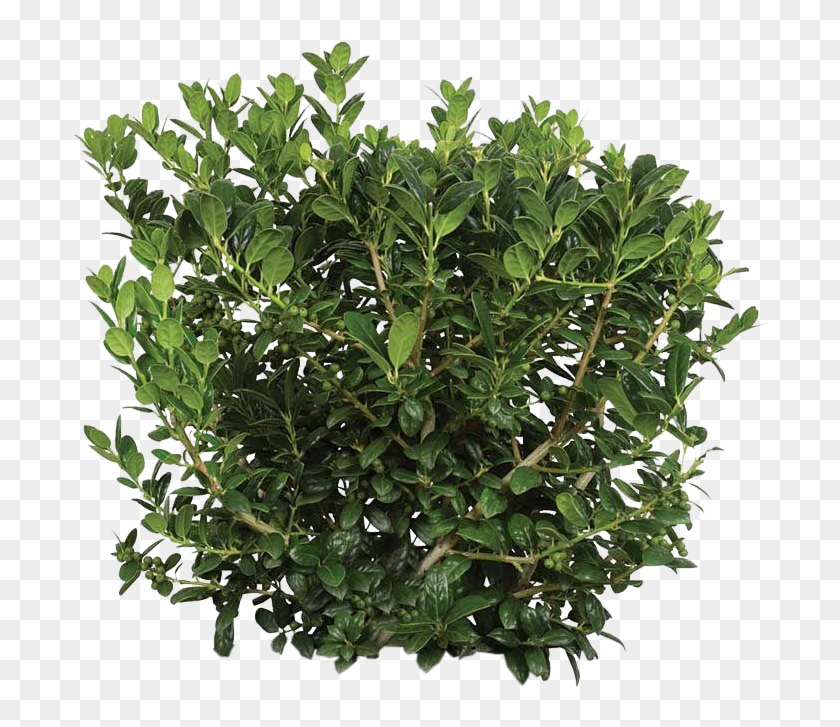 Dwarf Buford Holly - 3 Gallon Burford Holly Clipart #5160712