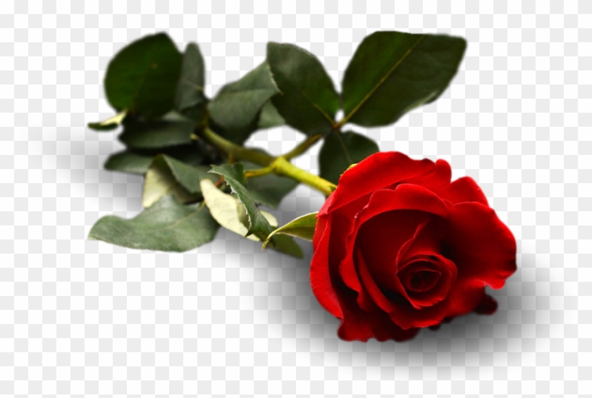 Rose Flower Leaf Floral Flora - Garden Roses Clipart