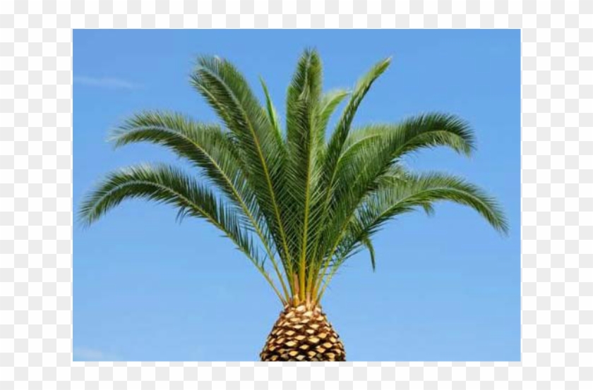 Palm Trees Trimmed Clipart