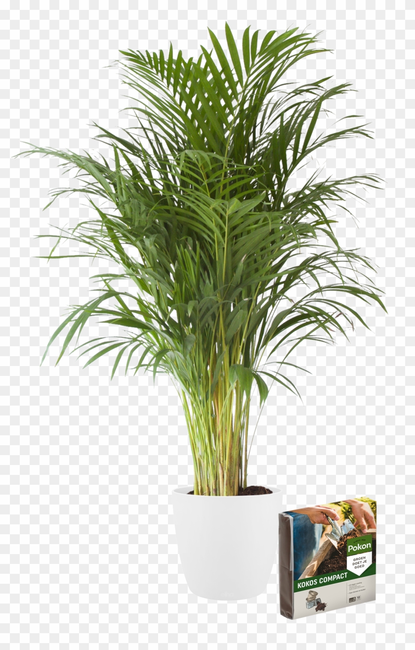 Previous - Next - Piante Da Interno Clipart