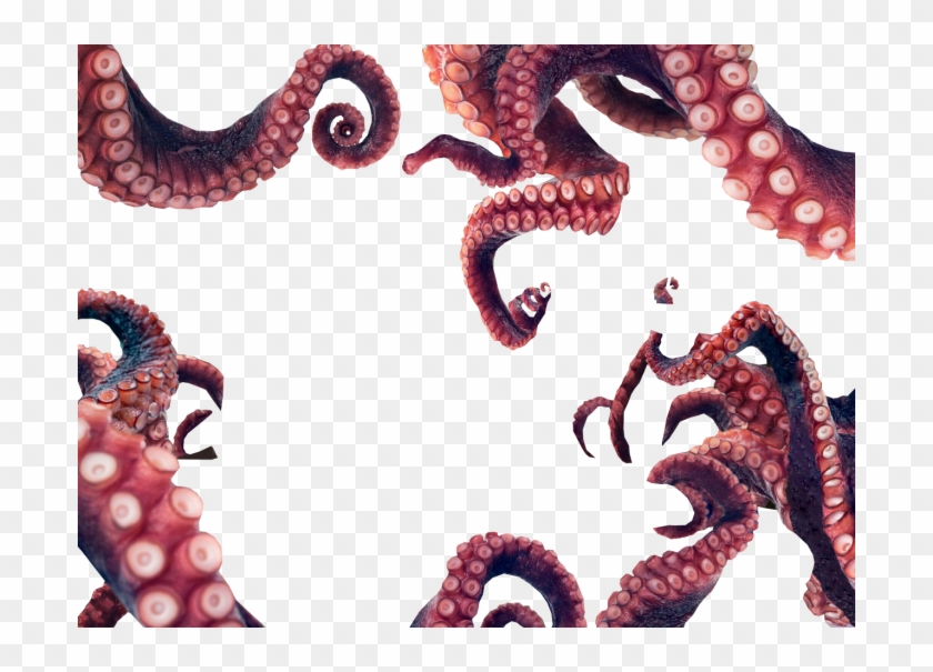 Octopus Tentacles Png Gif - Octopus Png Clipart