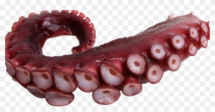 #tentacle #octopus #freetoedit - Tentacle Png Clipart #5161803
