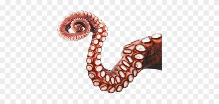 #suckers - Octopus Tentacles Png Clipart