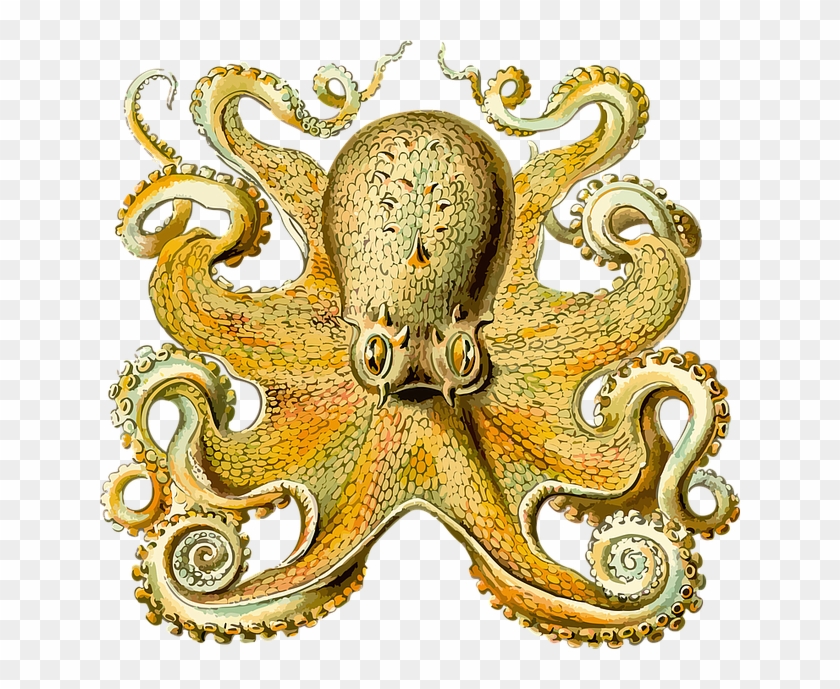 Zoologie, Tentacle, Octopus Drawing, Octopus Art, Octopus - Octopus Haeckel Clipart #5162090