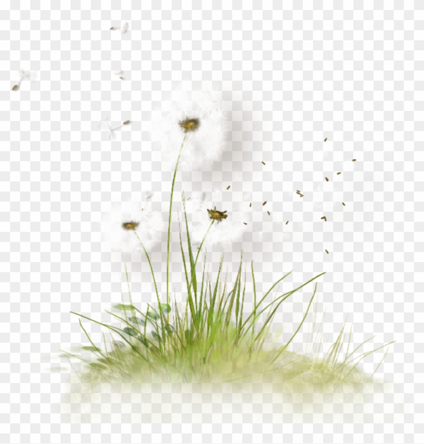 Blowing Dandelion Seeds - Png Herbe Et Fleurs Clipart #5162372