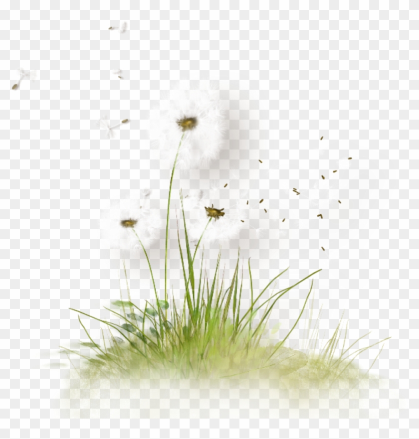 Blowing Dandelion Seeds - Png Herbe Et Fleurs Clipart